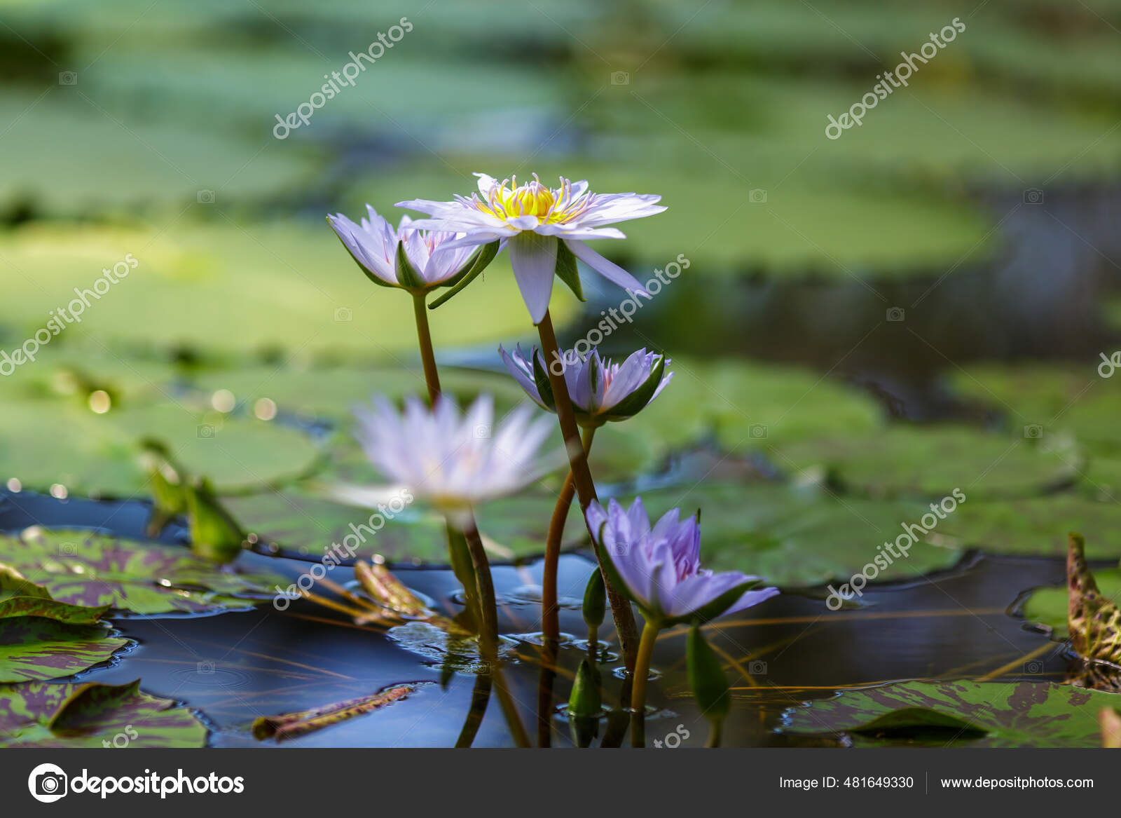 Nymphaea Caerulea Blue Lotus Flowers Pond Daytime Closeup Stock Photo by ©ovjuyandex.ru 481649330