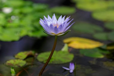 Nymphaea caerulea, göletteki mavi nilüfer çiçeği, yakın çekim