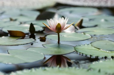 Nymphaea beyazı, gölde nilüfer çiçeği, yakın çekim.