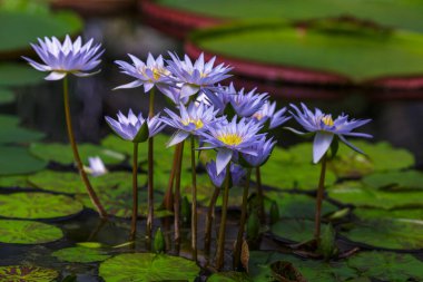 Nymphaea caerulea, gölette mavi nilüfer çiçekleri, yakın çekim