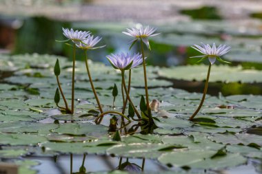 Nymphaea caerulea, gölette mavi nilüfer çiçekleri, yakın çekim