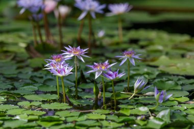 Nymphaea caerulea, gölette mavi nilüfer çiçekleri, yakın çekim