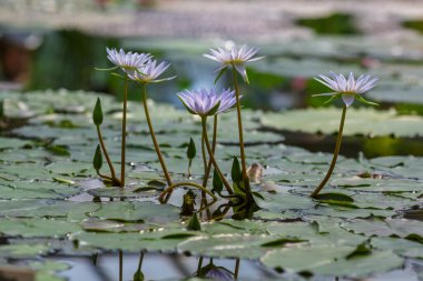 Nymphaea caerulea, gölette mavi nilüfer çiçekleri, yakın çekim