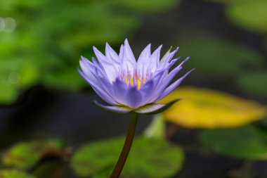 Nymphaea caerulea, göletteki mavi nilüfer çiçeği, yakın çekim