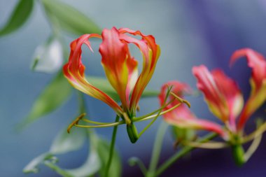 Gloriosa süper çiçekleri, bulanık arkaplanda yakın plan