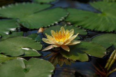 Nymphaea sarısı, gölde nilüfer çiçeği, yakın çekim.