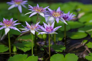 Nymphaea caerulea, gölette mavi nilüfer çiçekleri, yakın çekim
