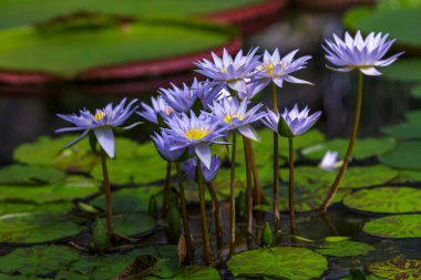 Nymphaea caerulea, gölette mavi nilüfer çiçekleri, yakın çekim