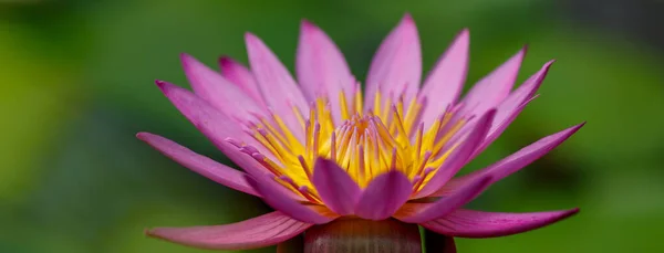 Nymphée Pourpre Nénuphar Sur Étang Jour Gros Plan — Photo