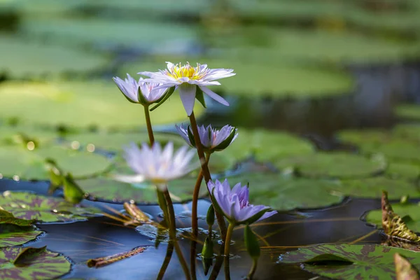Nymphaea Caerulea Fleurs Lotus Bleu Sur Étang Jour Gros Plan — Photo