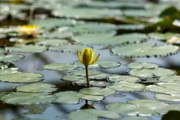 Nymphée Jaune Nénuphar Sur Étang Jour Gros Plan — Photo