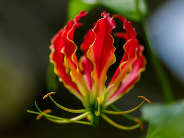 Gloriosa Superba Λουλούδι Closeup Θολή Φόντο — Φωτογραφία Αρχείου