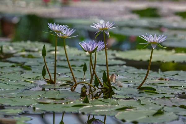 Nymphaea Caerulea Fleurs Lotus Bleu Sur Étang Jour Gros Plan — Photo