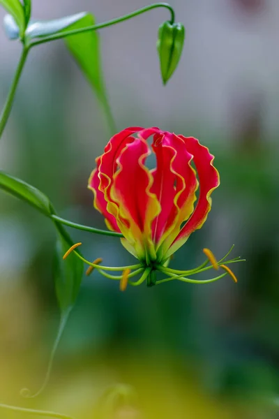 Gloriosa Superba Blume Nahaufnahme Auf Verschwommenem Hintergrund — Stockfoto