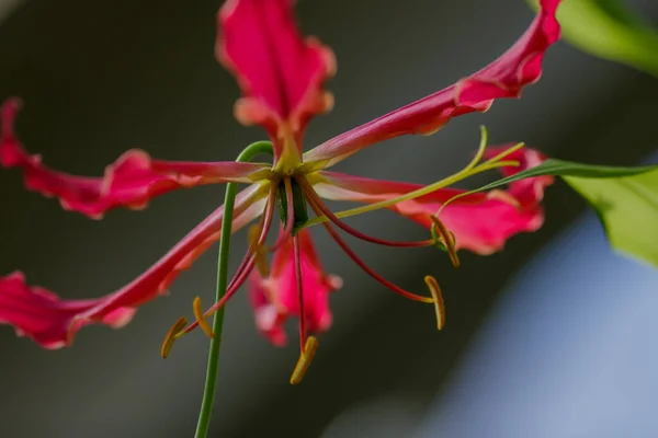 Gloriosa Superba Kwiat Zbliżenie Niewyraźne Tło — Zdjęcie stockowe