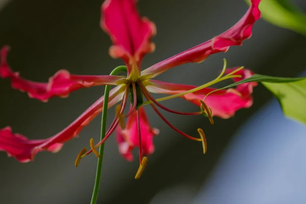 Gloriosa Superba Flor Close Sobre Fundo Borrado — Fotografia de Stock