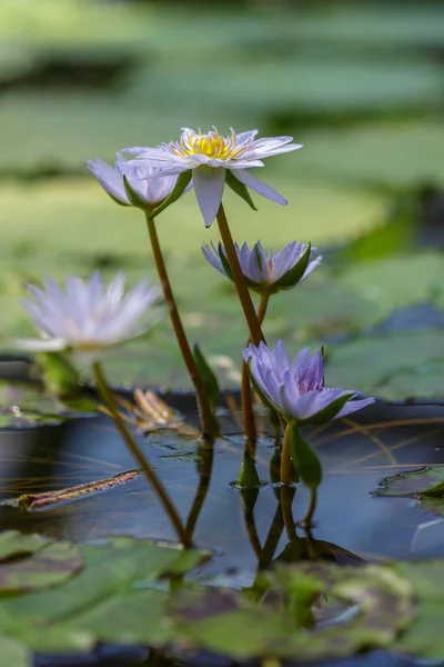 Nymphaea Caerulea Gölette Mavi Nilüfer Çiçekleri Yakın Çekim — Stok fotoğraf