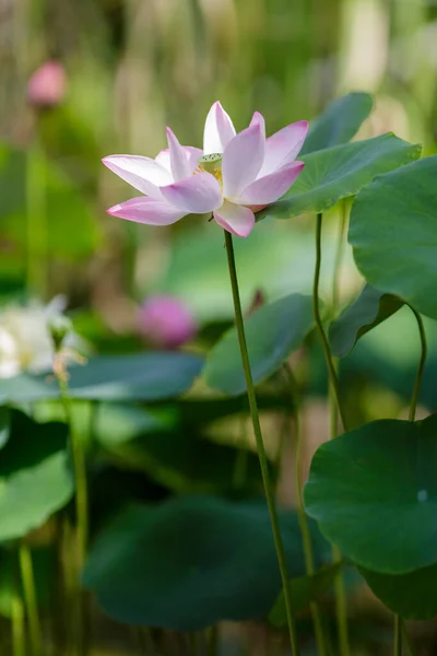 Rosa Lotus Blomma Närbild Suddig Bakgrund — Stockfoto