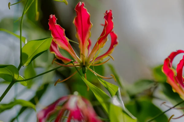 Gloriosa Superba Blumen Nahaufnahme Auf Verschwommenem Hintergrund — Stockfoto