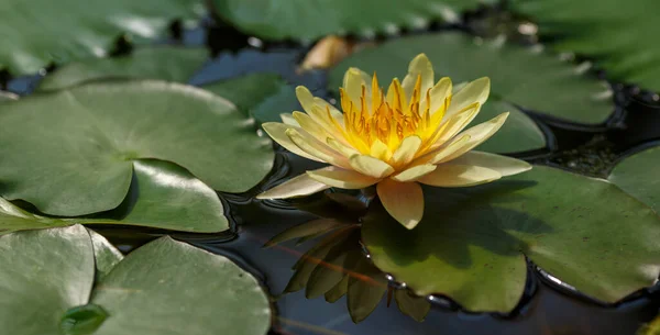 Nymphée Jaune Nénuphar Sur Étang Jour Gros Plan — Photo