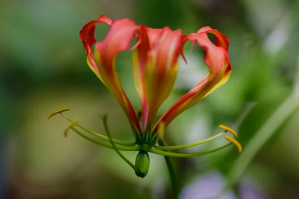 Gloriosa Superba Blume Nahaufnahme Auf Verschwommenem Hintergrund — Stockfoto