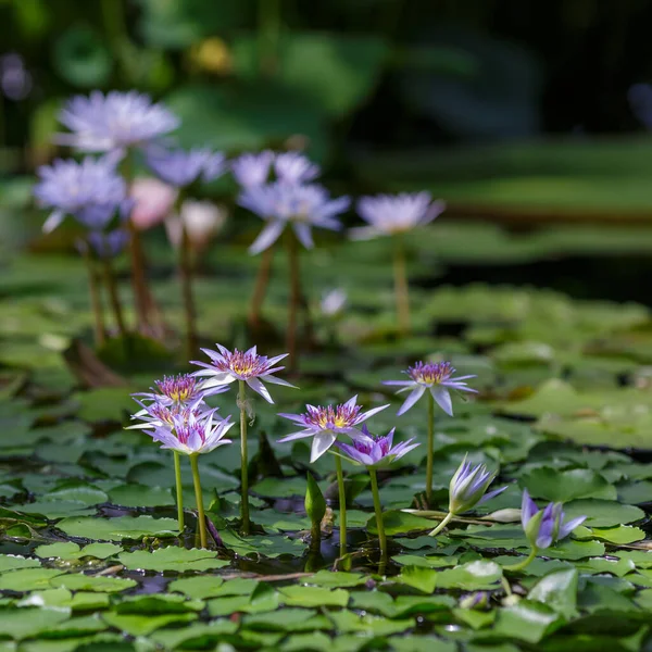 Nymphaea Caerulea Fleurs Lotus Bleu Sur Étang Jour Gros Plan — Photo