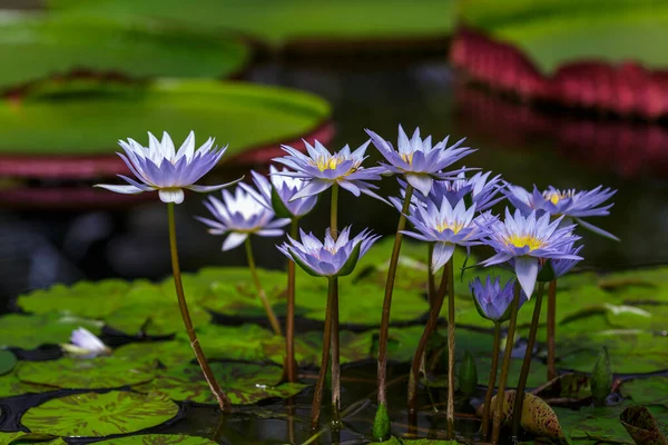 Nymphaea caerulea, gölette mavi nilüfer çiçekleri, yakın çekim