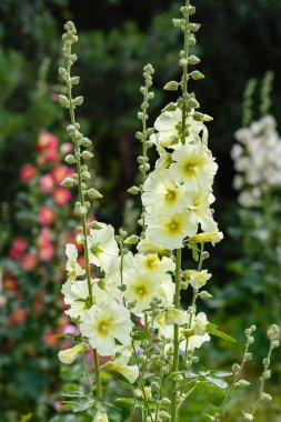 Malva Moschata, Musk Mallow veya Musk-mallow, yaz bahçesinde.