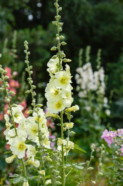 Malva Moschata, Musk Mallow veya Musk-mallow, yaz bahçesinde.