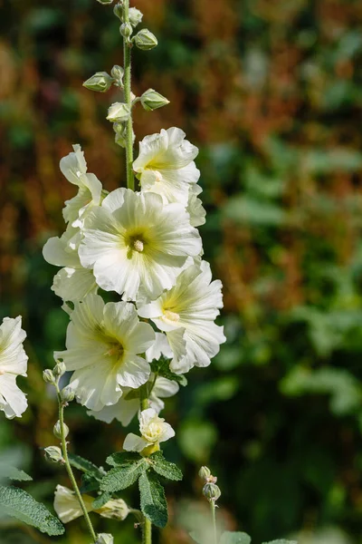 Malva Moschata Musk Mallow Musk Mallow Summer Garden — Stock Photo, Image