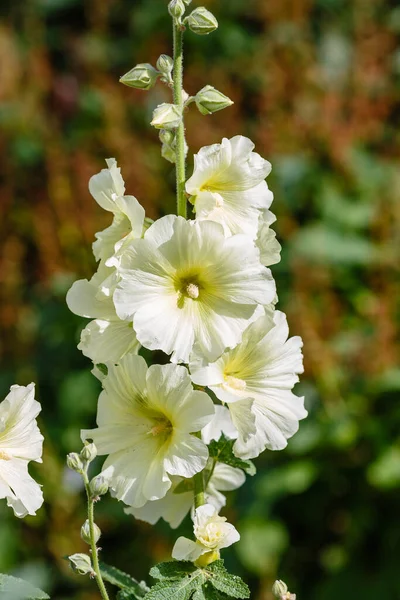 Malva Moschata, Musk Mallow veya Musk-mallow, yaz bahçesinde.