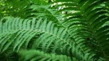 Orman eğreltiotu yaprakları yaz bahçesinde gündüz vakti 