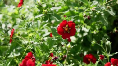 Yaz bahçesinde gündüz vakti kırmızı potentilla çiçekleri 