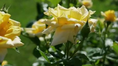 Yaz bahçesinde taze güller 