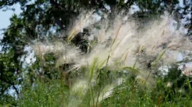 Mat otu. Tüy Çimi ya da İğne Çimi, Nassella Tenissima, en ufak bir rüzgâr filigran deseninde bile oluşur. Stipa pennata
