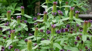 Yaz bahçesinde gündüz vakti Prunella vulgaris çiçekleri 