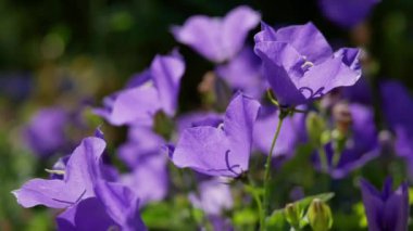 Yaz bahçesinde gündüz vakti Campanula Carpatica çiçekleri 