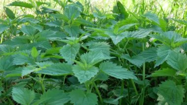 Yaz bahçesinde gündüz vakti genç ısırgan otu yaprakları 