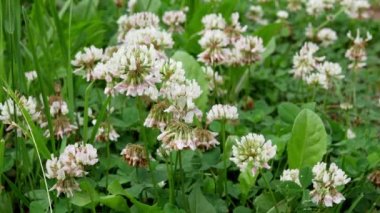 Yaz bahçesinde gündüz vakti beyaz yonca bitkileri 