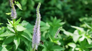 Veronica longifolia yaz bahçesinde gündüz vakti 