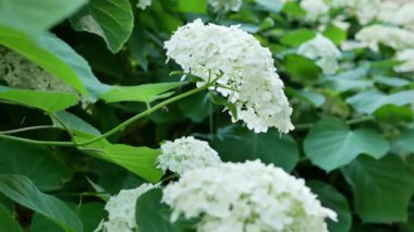 Yaz bahçesinde gündüz vakti ortanca çiçekleri 