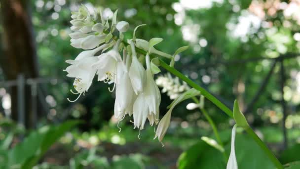 Yaz Bahçesinde Gündüz Vakti Beyaz Bir Çiçek — Stok video