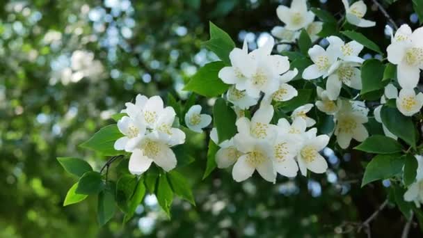 Квіти Рифу Літній Сад Вдень — стокове відео