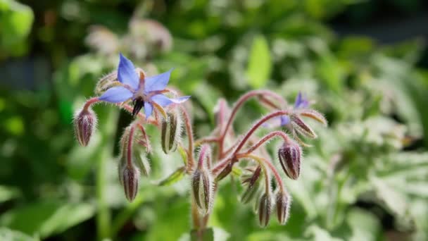 Borago Flores Jardim Verão Durante Dia — Vídeo de Stock