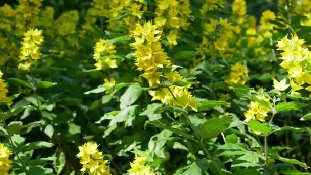Lysimachia Vulgaris Flowers Summer Garden Daytime — Stock Video