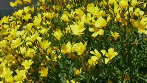 Linum Dolomiticum Flores Jardim Verão Durante Dia — Vídeo de Stock