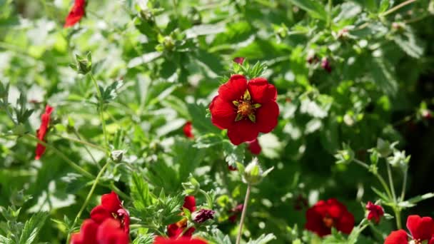Rote Potentilla Blüht Tagsüber Sommergarten — Stockvideo