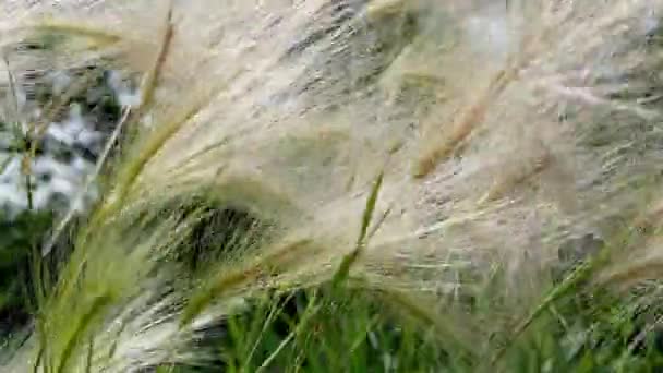 Mat Gräs Feather Grass Eller Needle Grass Nassella Tenuissima Former — Stockvideo