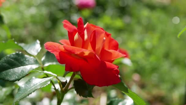 Yaz Bahçesinde Gündüz Vakti Kırmızı Gül Çiçeği — Stok video