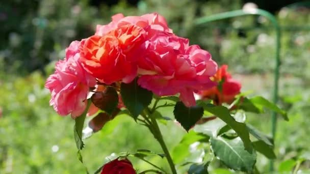 Yaz Bahçesinde Taze Güller — Stok video